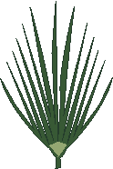 Palm branch