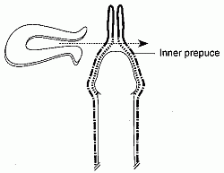 circumcision2.gif