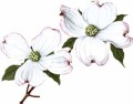 Dogwood blossoms