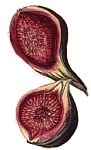 Figs