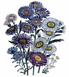 Michaelmas Daisies