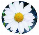 Chrysanthemum leucanthemum