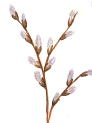 Pussy willow
