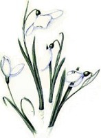 Snowdrops