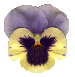 Viola tricolor